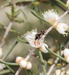 Euander lacertosus