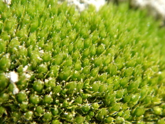 Bryum