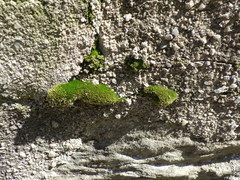 Bryum
