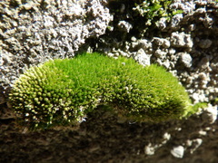 Bryum