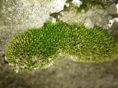 Bryum