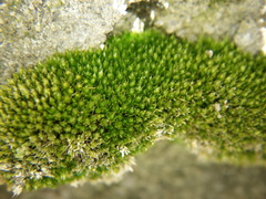 Bryum