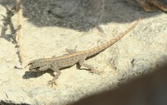 Pristurus rupestris