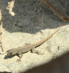 Pristurus rupestris