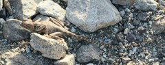 Pseudotrapelus jensvindumi