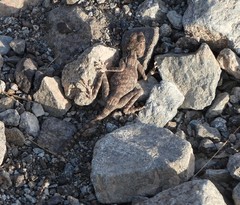 Pseudotrapelus jensvindumi