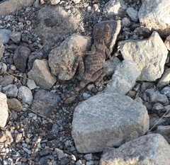 Pseudotrapelus jensvindumi