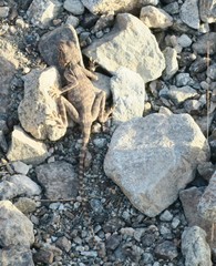 Pseudotrapelus jensvindumi