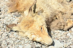 Vulpes vulpes arabica
