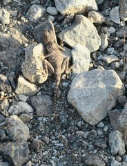 Pseudotrapelus jensvindumi