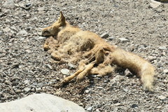 Vulpes vulpes arabica