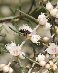 Euander lacertosus