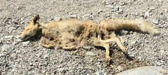 Vulpes vulpes arabica