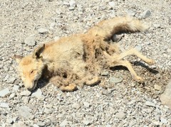 Vulpes vulpes arabica