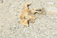 Vulpes vulpes arabica