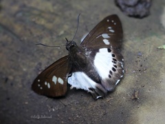 Seseria affinis