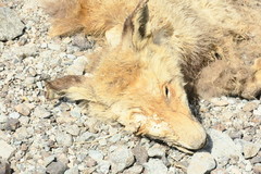Vulpes vulpes arabica