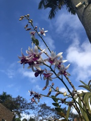 Dendrobium