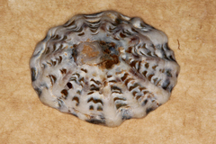 Patelloida alticostata image