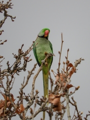 Psittacula eupatria