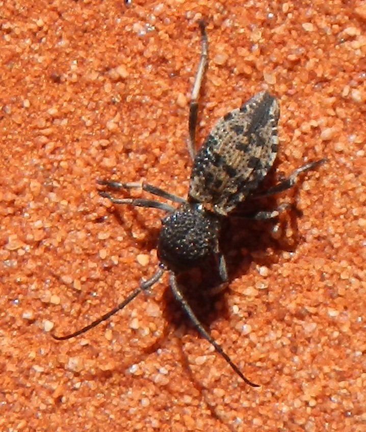 Microtragus
