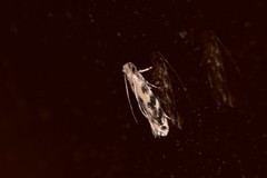 Erechthias zebrina