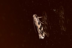 Erechthias zebrina