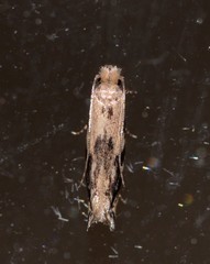 Erechthias zebrina