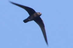 Streptoprocne zonaris