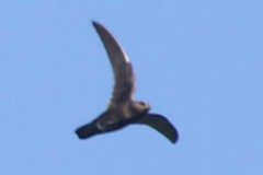 Streptoprocne zonaris