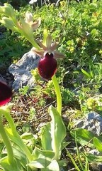 Ophrys helenae