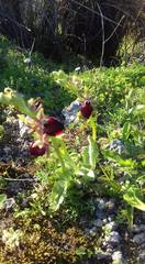 Ophrys helenae