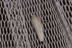 Cofana spectra
