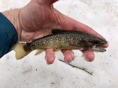 Salvelinus leucomaenis