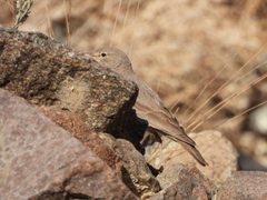 Ammomanes deserti