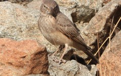 Ammomanes deserti