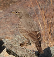 Ammomanes deserti