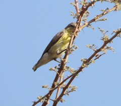 Cinnyris asiaticus