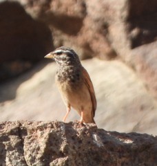 Emberiza striolata