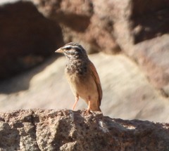 Emberiza striolata