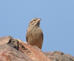 Emberiza striolata