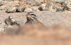 Emberiza striolata