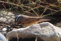 Emberiza striolata