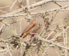 Emberiza striolata