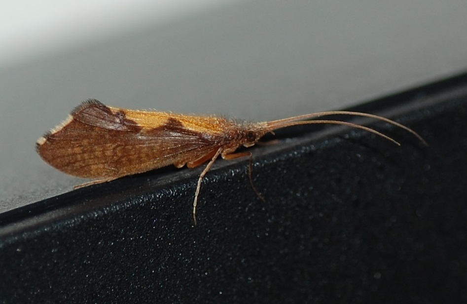 Neophylax concinnus