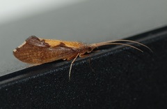 Neophylax concinnus