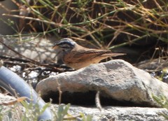 Emberiza striolata