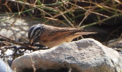Emberiza striolata
