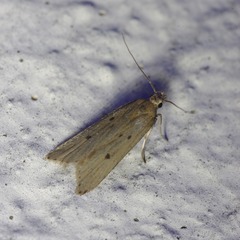 Acompsia tripunctella