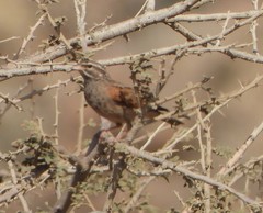 Emberiza striolata